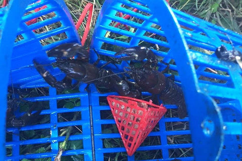 Crayfish Traps