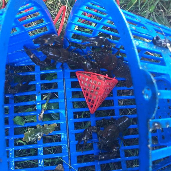 Swedish Crayfish Trap