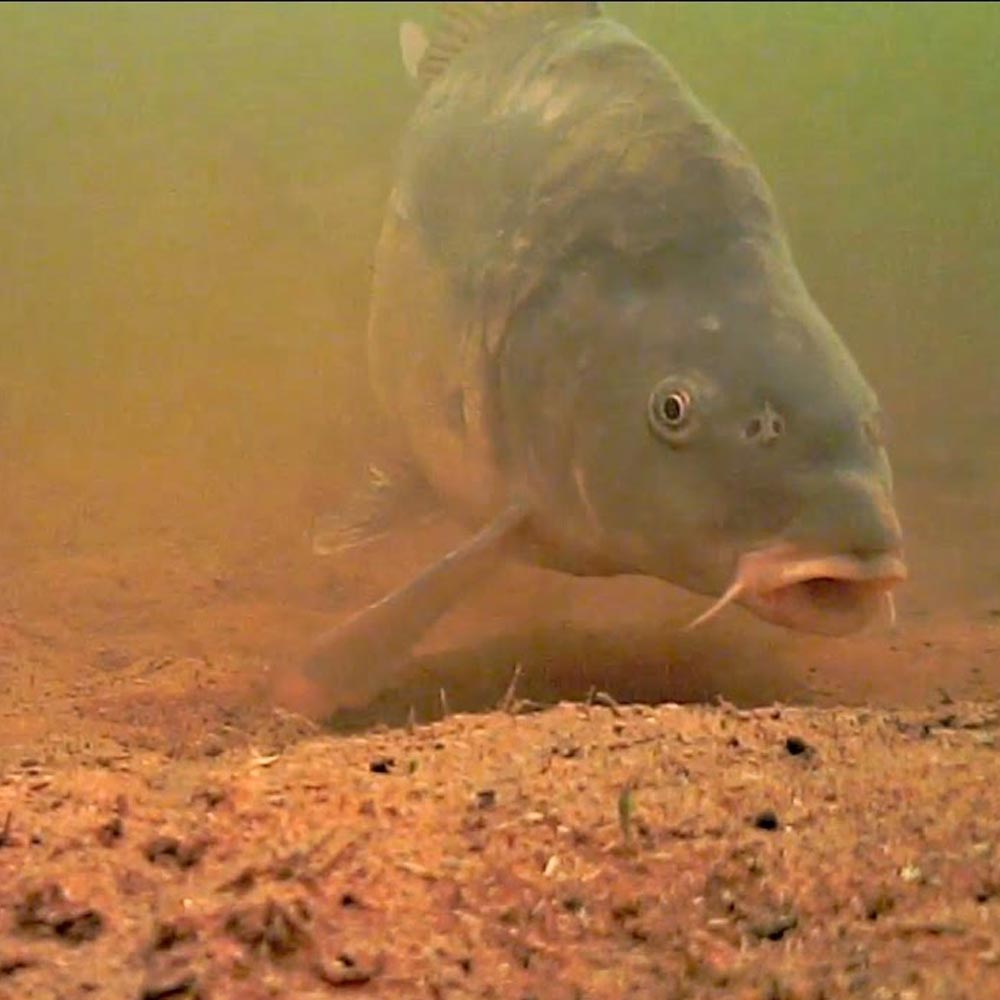 'TRIPLE f' - Fish Food | Fishkit ltd